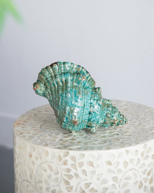 Seashell Décor